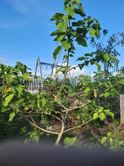 Triumfetta semitriloba