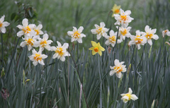 Narcissus × incomparabilis