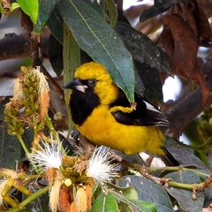 Icterus graceannae