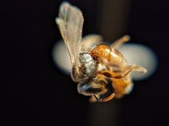 Lasioglossum hudsoniellum