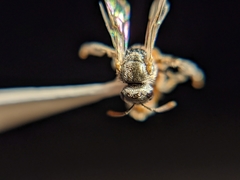 Lasioglossum hudsoniellum