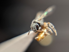 Lasioglossum hudsoniellum