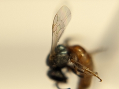 Lasioglossum hudsoniellum