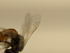 Lasioglossum hudsoniellum