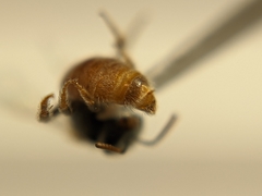 Lasioglossum hudsoniellum