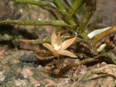 Angraecum cultriforme