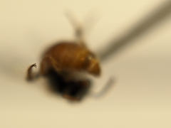 Lasioglossum hudsoniellum