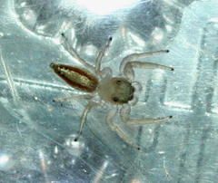 Thyene ogdeni