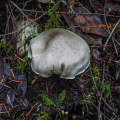Tricholoma huronense