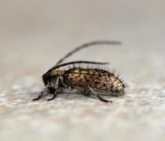 Exocentrus variegatus variegatus