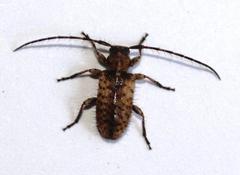 Exocentrus variegatus variegatus