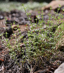 Galium bolanderi