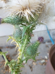 Cirsium vulgare