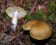 Tricholoma arvernense