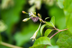 Hymeniini