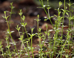 Galium bolanderi