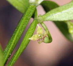 Galium bolanderi
