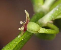 Galium bolanderi