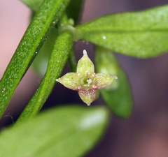 Galium bolanderi
