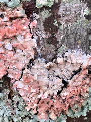 Marchandiomyces corallinus