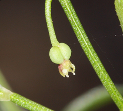 Galium bolanderi