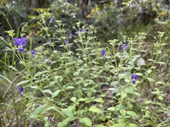 Trichostema dichotomum image