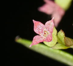 Galium bolanderi