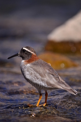 Phegornis mitchellii