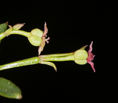 Galium bolanderi