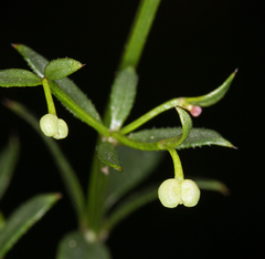 Galium bolanderi