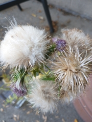 Cirsium vulgare