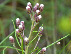 Vernonanthura nudiflora