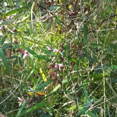 Geitonoplesium cymosum