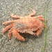 photo of Pacific Rock Crab (Romaleon antennarium)