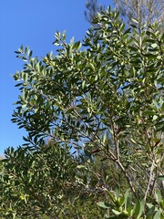Persoonia lanceolata