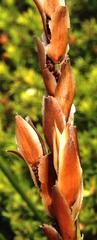 Elegia racemosa