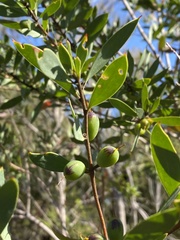 Persoonia lanceolata