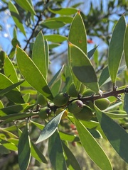 Persoonia lanceolata