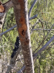 Persoonia lanceolata