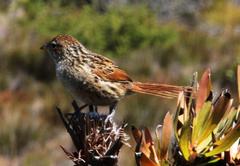 Sphenoeacus afer afer