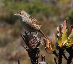 Sphenoeacus afer afer