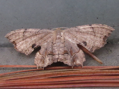 Dysaethria moza