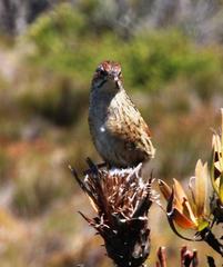 Sphenoeacus afer afer