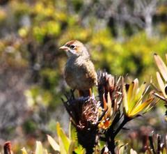 Sphenoeacus afer afer