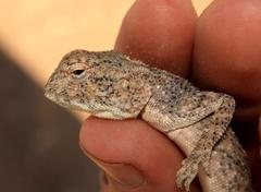 Agama anchietae
