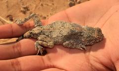 Agama anchietae