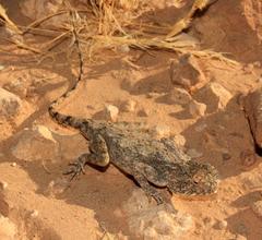 Agama anchietae