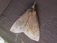 Hypena nigrobasalis