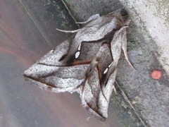 Macdunnoughia purissima