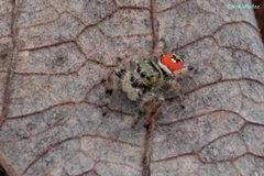 Phidippus zethus